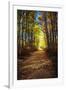 Fall Sunlight Path-null-Framed Photographic Print