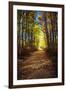 Fall Sunlight Path-null-Framed Photographic Print