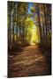 Fall Sunlight Path-null-Mounted Photographic Print