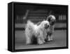 Fall, Tibetan Terrier, 37-Thomas Fall-Framed Stretched Canvas