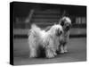 Fall, Tibetan Terrier, 37-Thomas Fall-Stretched Canvas