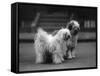 Fall, Tibetan Terrier, 37-Thomas Fall-Framed Stretched Canvas