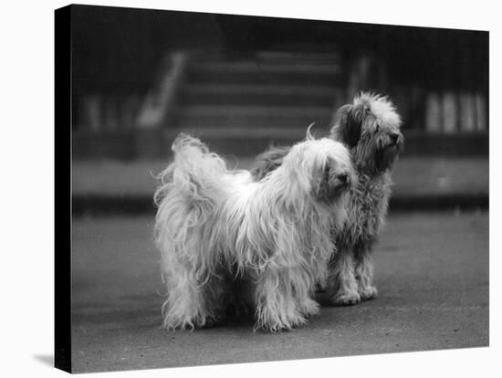 Fall, Tibetan Terrier, 37-Thomas Fall-Stretched Canvas