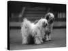 Fall, Tibetan Terrier, 37-Thomas Fall-Stretched Canvas