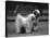 Fall, Tibetan Terrier, 37-Thomas Fall-Stretched Canvas