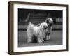 Fall, Tibetan Terrier, 37-Thomas Fall-Framed Photographic Print