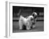 Fall, Tibetan Terrier, 37-Thomas Fall-Framed Photographic Print