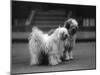 Fall, Tibetan Terrier, 37-Thomas Fall-Mounted Photographic Print