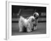 Fall, Tibetan Terrier, 37-Thomas Fall-Framed Photographic Print