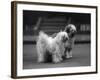 Fall, Tibetan Terrier, 37-Thomas Fall-Framed Photographic Print