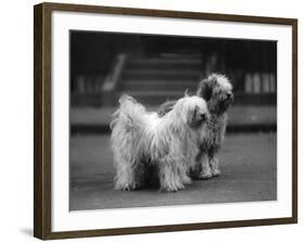 Fall, Tibetan Terrier, 37-Thomas Fall-Framed Photographic Print