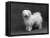 Fall, Tibetan Terrier, 59-Thomas Fall-Framed Stretched Canvas