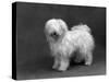 Fall, Tibetan Terrier, 59-Thomas Fall-Stretched Canvas