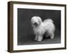 Fall, Tibetan Terrier, 59-Thomas Fall-Framed Photographic Print