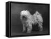 Fall, Tibetan Terriers, 51-Thomas Fall-Framed Stretched Canvas