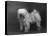 Fall, Tibetan Terriers, 51-Thomas Fall-Stretched Canvas