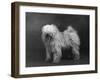 Fall, Tibetan Terriers, 51-Thomas Fall-Framed Photographic Print