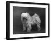 Fall, Tibetan Terriers, 51-Thomas Fall-Framed Photographic Print