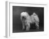 Fall, Tibetan Terriers, 51-Thomas Fall-Framed Photographic Print