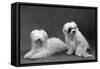 Fall, Tibetan Terriers, 59-Thomas Fall-Framed Stretched Canvas