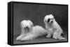 Fall, Tibetan Terriers, 59-Thomas Fall-Framed Stretched Canvas