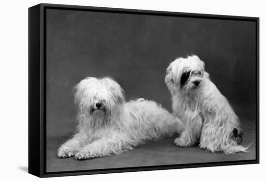 Fall, Tibetan Terriers, 59-Thomas Fall-Framed Stretched Canvas