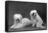 Fall, Tibetan Terriers, 59-Thomas Fall-Framed Stretched Canvas