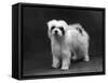 Fall, Tibetan Terriers, 59-Thomas Fall-Framed Stretched Canvas