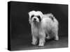 Fall, Tibetan Terriers, 59-Thomas Fall-Stretched Canvas