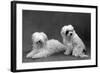 Fall, Tibetan Terriers, 59-Thomas Fall-Framed Photographic Print