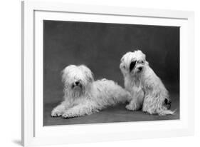 Fall, Tibetan Terriers, 59-Thomas Fall-Framed Photographic Print