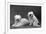 Fall, Tibetan Terriers, 59-Thomas Fall-Framed Photographic Print