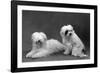 Fall, Tibetan Terriers, 59-Thomas Fall-Framed Photographic Print