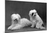 Fall, Tibetan Terriers, 59-Thomas Fall-Mounted Photographic Print