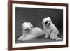 Fall, Tibetan Terriers, 59-Thomas Fall-Framed Photographic Print