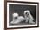 Fall, Tibetan Terriers, 59-Thomas Fall-Framed Photographic Print