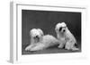 Fall, Tibetan Terriers, 59-Thomas Fall-Framed Photographic Print