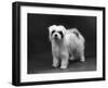 Fall, Tibetan Terriers, 59-Thomas Fall-Framed Photographic Print