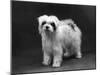 Fall, Tibetan Terriers, 59-Thomas Fall-Mounted Photographic Print