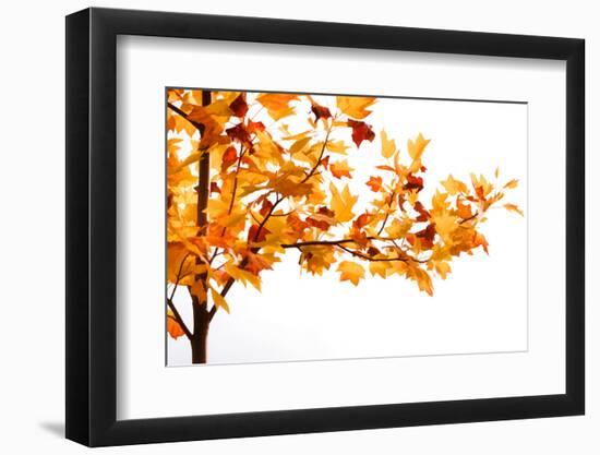 Fall Time-Philippe Sainte-Laudy-Framed Photographic Print