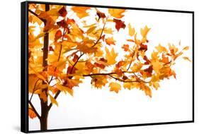 Fall Time-Philippe Sainte-Laudy-Framed Stretched Canvas