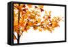 Fall Time-Philippe Sainte-Laudy-Framed Stretched Canvas