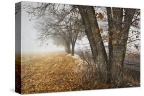 Fall to Winter-David Lorenz Winston-Stretched Canvas
