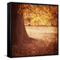 Fall Tree 001-Tom Quartermaine-Framed Stretched Canvas