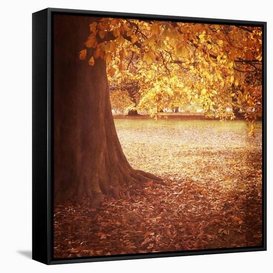 Fall Tree 001-Tom Quartermaine-Framed Stretched Canvas