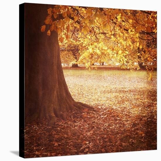 Fall Tree 001-Tom Quartermaine-Stretched Canvas