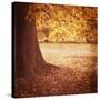 Fall Tree 001-Tom Quartermaine-Stretched Canvas