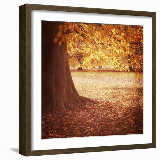 Fall Tree 001-Tom Quartermaine-Framed Giclee Print