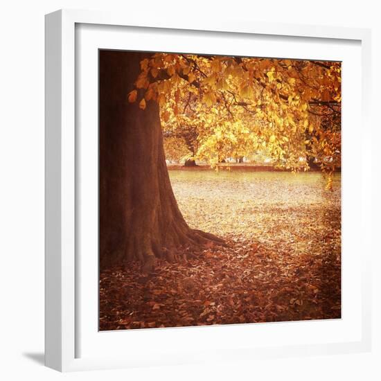 Fall Tree 001-Tom Quartermaine-Framed Giclee Print