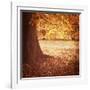 Fall Tree 001-Tom Quartermaine-Framed Giclee Print